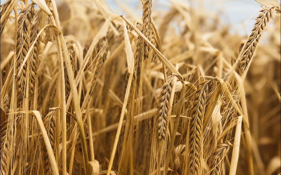 Your Beer Starts Here – The Barley Grower