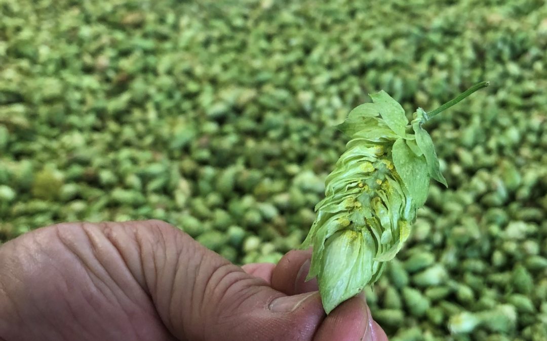 Yakima Chief Hops – 2020 Virtual Hop Harvest