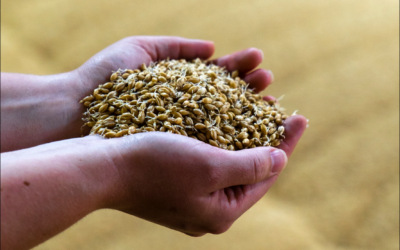 The Journey of A Beer – The Maltster