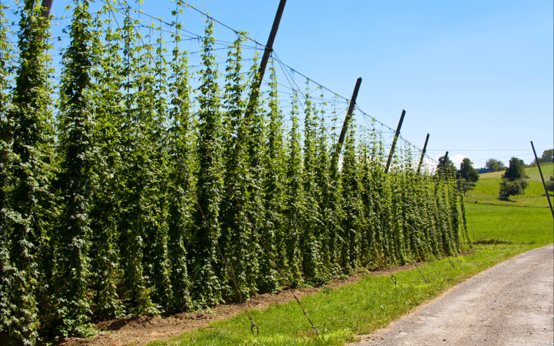 New English & European Hop Varieties Available in Spot Volume!